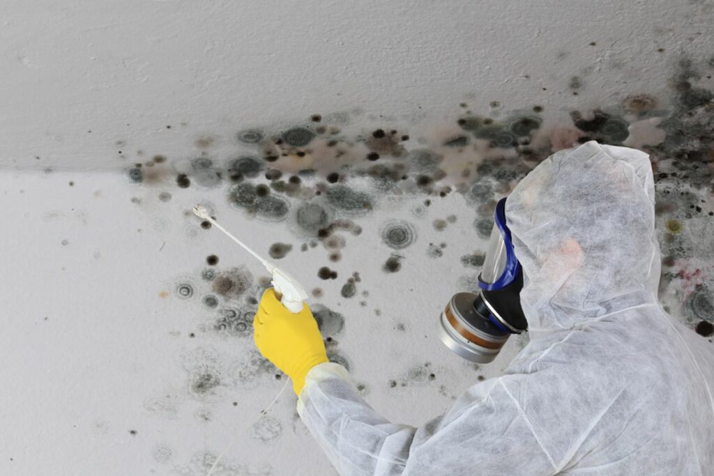 symptoms of mold infestation