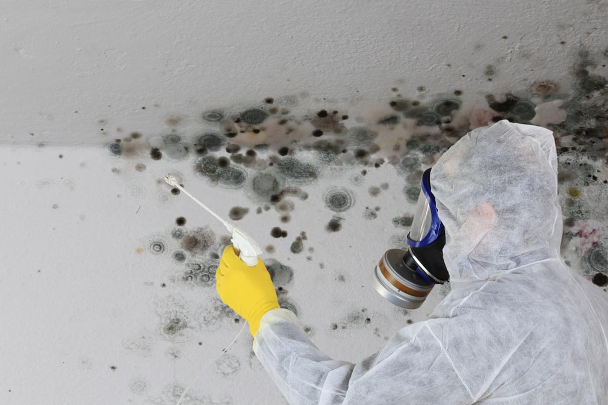 Read more about the article Unmasking the Silent Invader: Top Signs and Symptoms of Mold Infestation