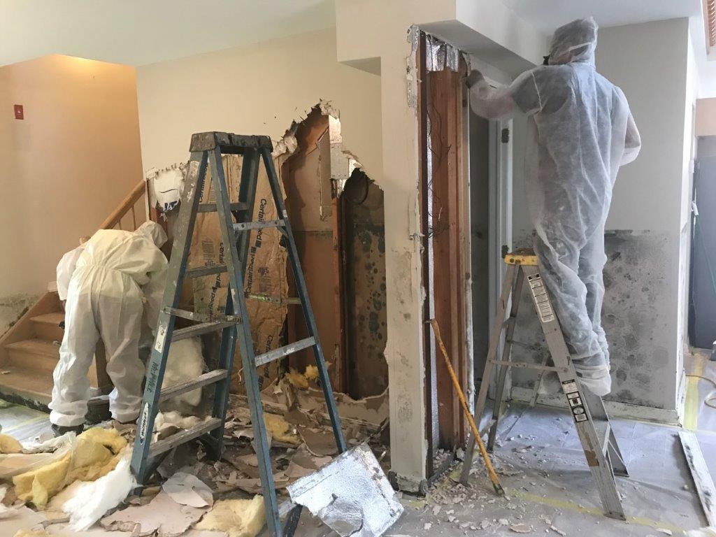 24/7 Immediate Response Mold Removal Services Plainfield NJ