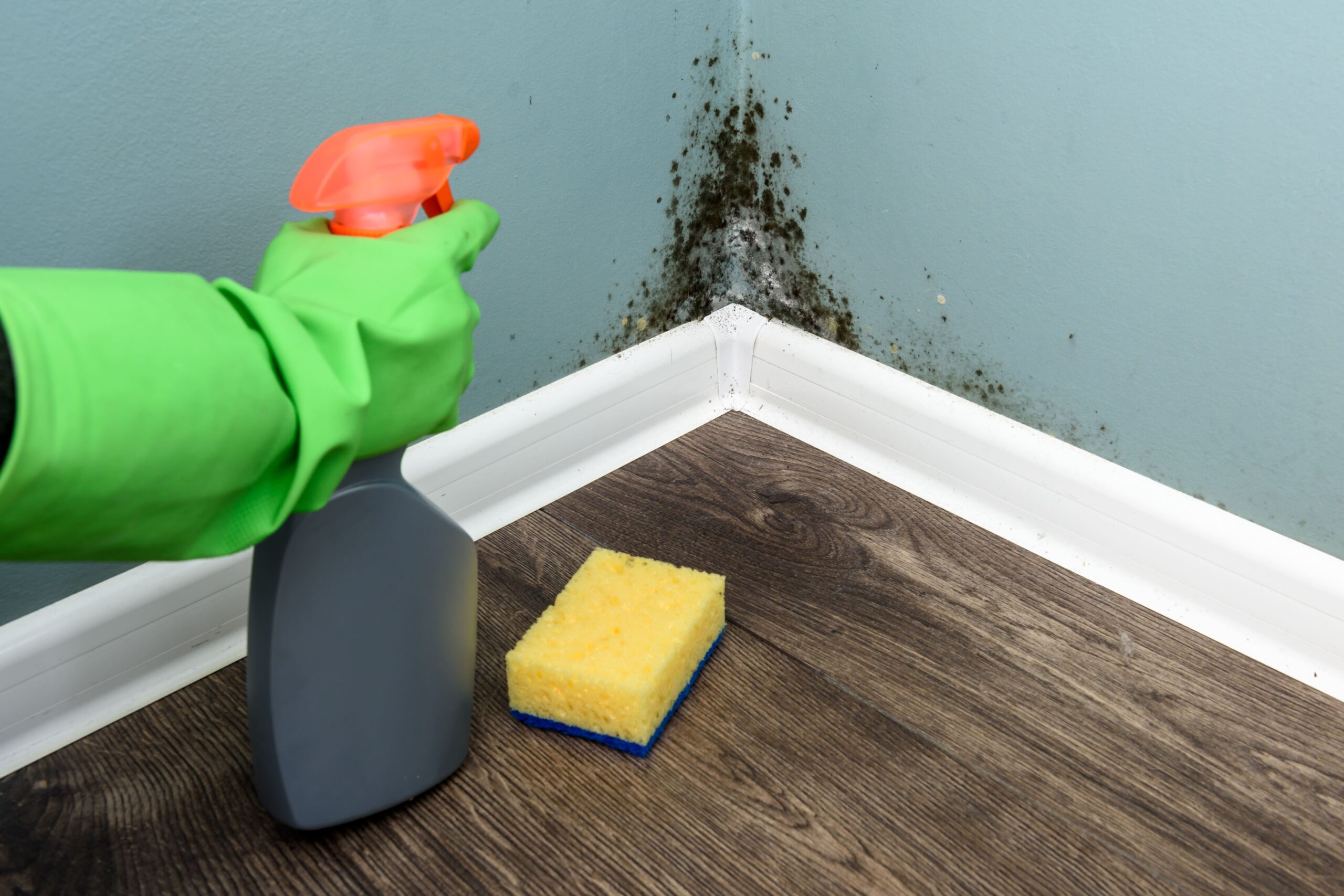 Read more about the article The Complete Guide to Black Mold Removal in Plainfield: Protect Your Family’s Health